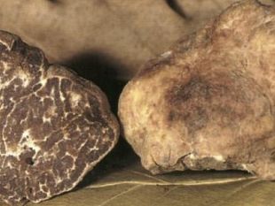 la-xvii-mostra-del-tartufo-bianco-di-volterra