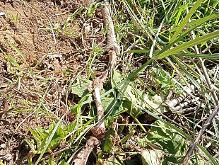 troppi-danni-da-animali-selvatici-le-recinzioni-sono-necessarie