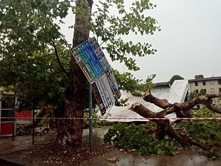 bufera-e-paura-al-galluzzo-gigantesco-platano-si-spezza-e-crolla