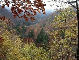 a-vaglia-la-4-festa-della-mora-del-bosco-e-dei-suoi-frutti