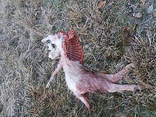 capre-sbranate-il-sindaco-di-chiusi-chiede-abbattimento-dei-lupi