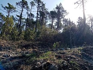 forest-therapy-la-nuova-frontiera-della-salute