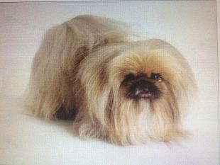 pechinese-smarrito-in-sicilia-3-anni-fa-ritrovato-a-firenze-e-restituito-ai-proprietari