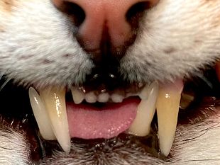 denti-da-latte-e-cura-dentale