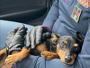 cagnolino-vaga-in-fi-pi-li-salvato-dalla-polizia-stradale