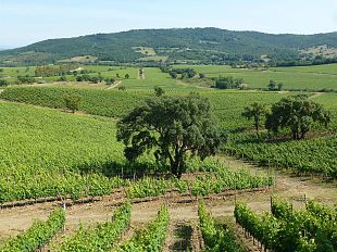 vinitaly-il-chianti-classico-protagonista-a-verona