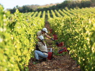 vendemmia-pazienza-ed-equilibrio