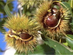 castagne-e-marroni-la-raccolta-del-riscatto