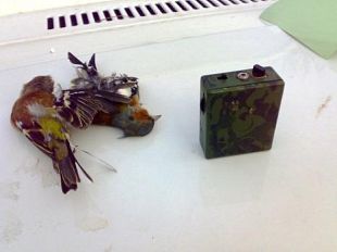 b008311925-provincia-di-firenze-due-giornate-di-preapertura