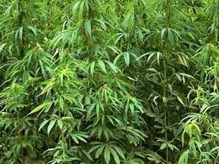 regione-due-mozioni-per-la-tutela-della-filiera-della-canapa