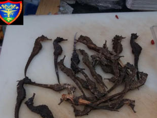 cavallucci-marini-in-vendita-a-prato-sono-specie-protetta