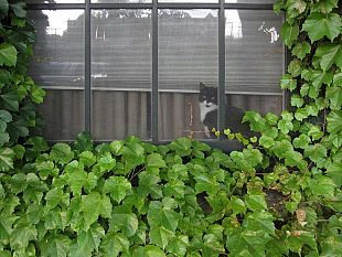non-si-puo-vietare-linferriata-in-condominio-se-e-per-sicurezza