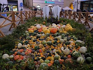 foiano-della-chiana-alla-festa-della-zucca-le-piu-grandi-a-sfidarsi-sulle-bilance