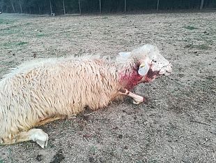 indennizzi-da-predazione-e-uscito-il-bando-regionale