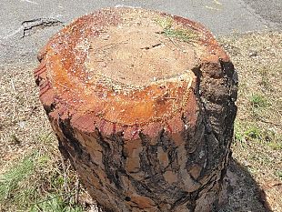 taglio-alberi-in-viale-cadorna-forza-italia-chiede-spiegazioni