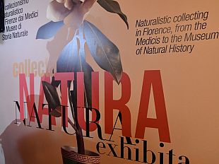 natura-collecta-natura-exhibita