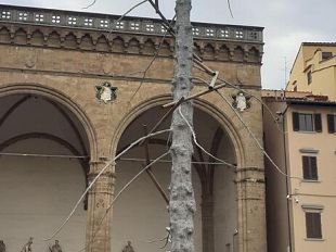 abete-di-penone-lalbero-del-paradiso-in-piazza-signoria