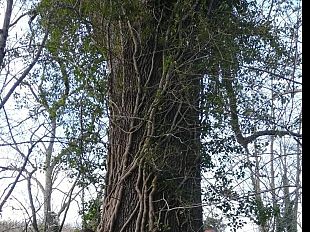 tutela-delle-foreste-dalla-regione-43-milioni