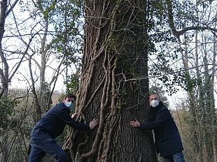 alberi-monumentali-il-comune-di-firenze-candida-19-esemplari