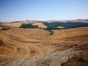 aglione-salvo-dallestinzione-assieme-al-grano-23