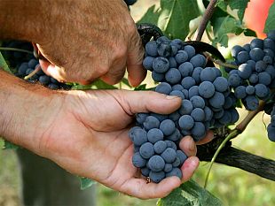 la-vendemmia-2020-sara-ottima-ma-il-vino-italiano-soffre