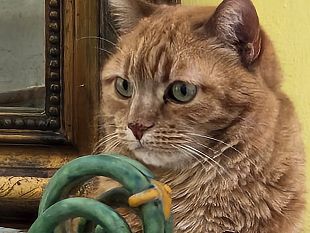 nuove-norme-sul-benessere-di-cani-e-gatti-nellue
