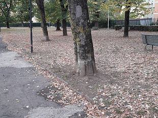 alberi-a-firenze-una-risorsa-o-un-problema