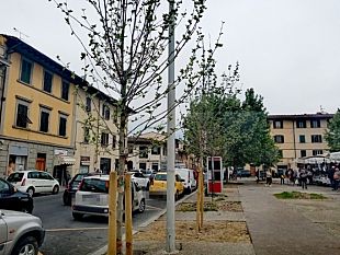 galluzzo-nuovi-alberi-in-piazza-acciaioli