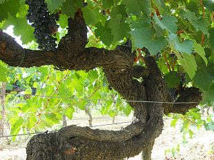 crognolo-il-primo-sangiovese-di-tenuta-sette-ponti