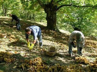 castagne-al-via-la-raccolta-2024