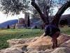 a710171851-raccolta-olive-2007-a-rischio-la-qualita-del-raccolto-br-garantire-una-qualita-libera-da-ogm-se-ne-parla-a-pienza-in-un-convegno
