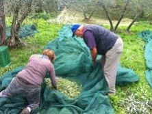 annata-scarica-per-il-settore-oleario-ma-la-toscana-fa-eccezione