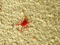 b305161250-invasione-di-ragnetti-rossi-sono-le-femmine-che-escono-per-deporre-le-uova