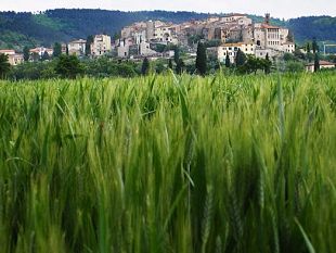 notte-di-san-lorenzo-con-calici-di-stelle-a-rapolano-terme