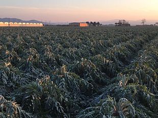 maltempo-il-gelo-brucia-i-raccolti-di-carciofi-e-finocchi