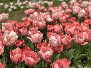 campi-inaugurato-il-parco-dei-tulipani-al-convento-delle-bettine