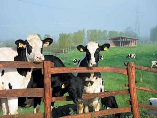 prezzo-del-latte-gli-allevatori-della-toscana-sono-in-crisi