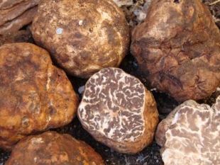 tartufo-consigli-utili-per-comprare-in-sicurezza