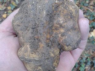 tartufo-bianco-della-lunigiana-nasce-nuova-area-geografica