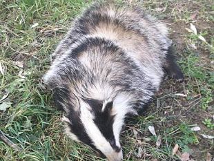 sos-animali-selvatici-nel-2018-soccorsi-1034-esemplari-dallausl-centro