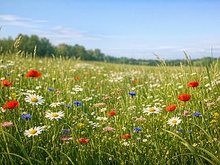 sfalcio-ridotto-nelle-aree-verdi-per-favorire-gli-impollinatori