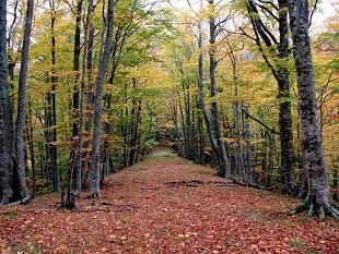 autunno-da-fotografare-la-castagna-in-un-click