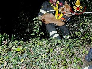 prato-salvato-un-cane-caduto-in-una-scarpata