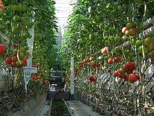 il-futuro-dellagricoltura-toscana-standard-europei-tipicita-regionale