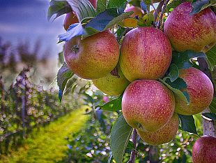 frutta-in-toscana-cala-il-consumo-e-calano-i-prezzi