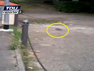 pokemon-no-sono-topi-video-shock-alle-porte-di-firenze