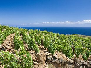 la-prima-edizione-della-kermesse-sul-fenomeno-vermentino