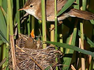 specie-rare-di-uccelli-e-manutenzione-dei-fiumi-convivenza-possibile