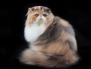 a-pisa-i-gatti-piu-belli-del-mondo