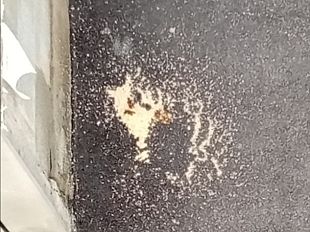 troppe-deiezioni-canine-a-firenze-il-comune-prova-a-porre-rimedio